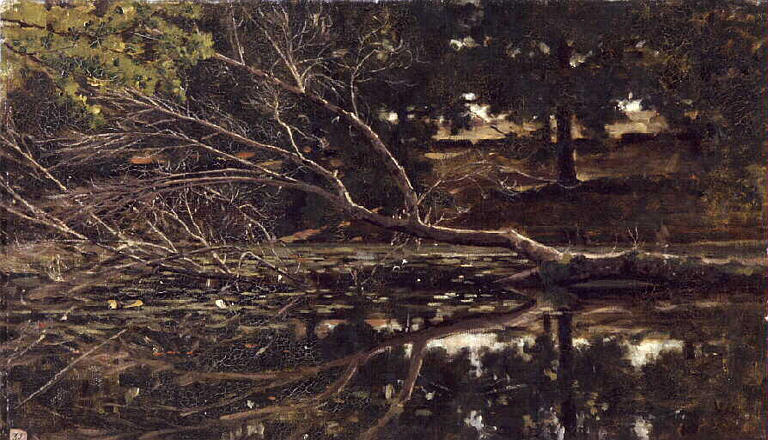 Etude d'arbres abattus dans la forêt