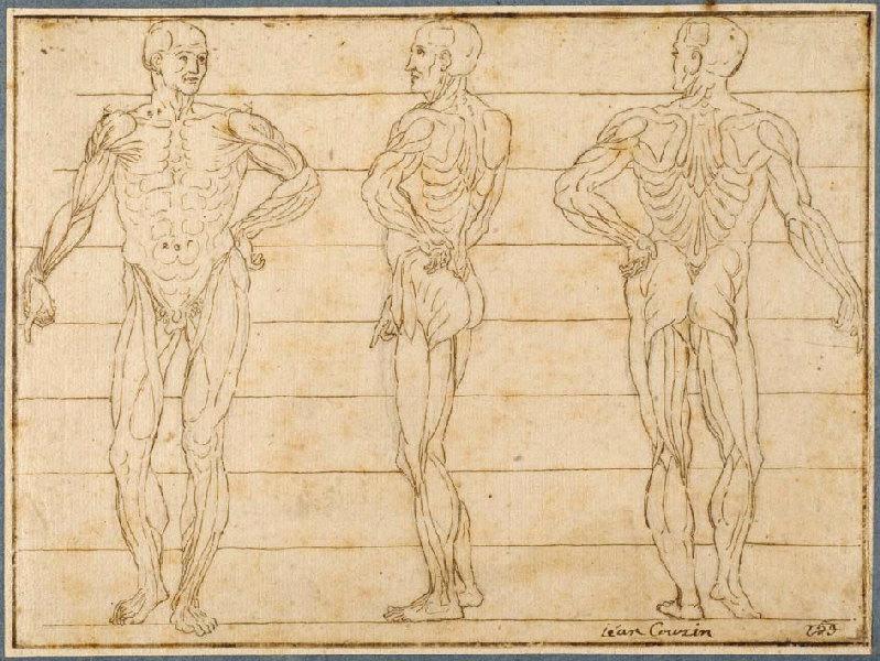 Trois études d'écorchés