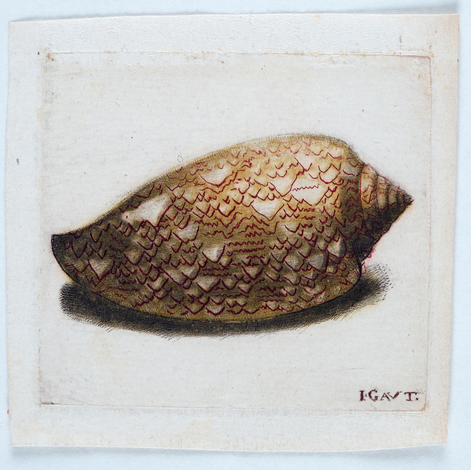 Coquille Turbinite