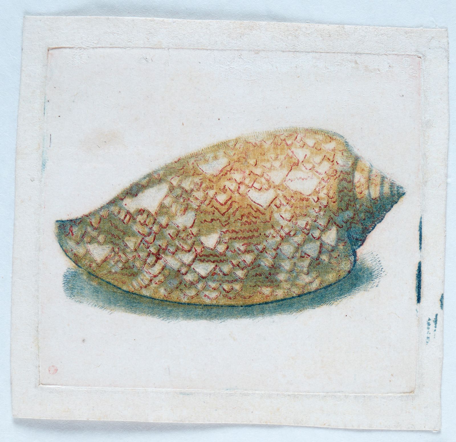 Coquille Turbinite