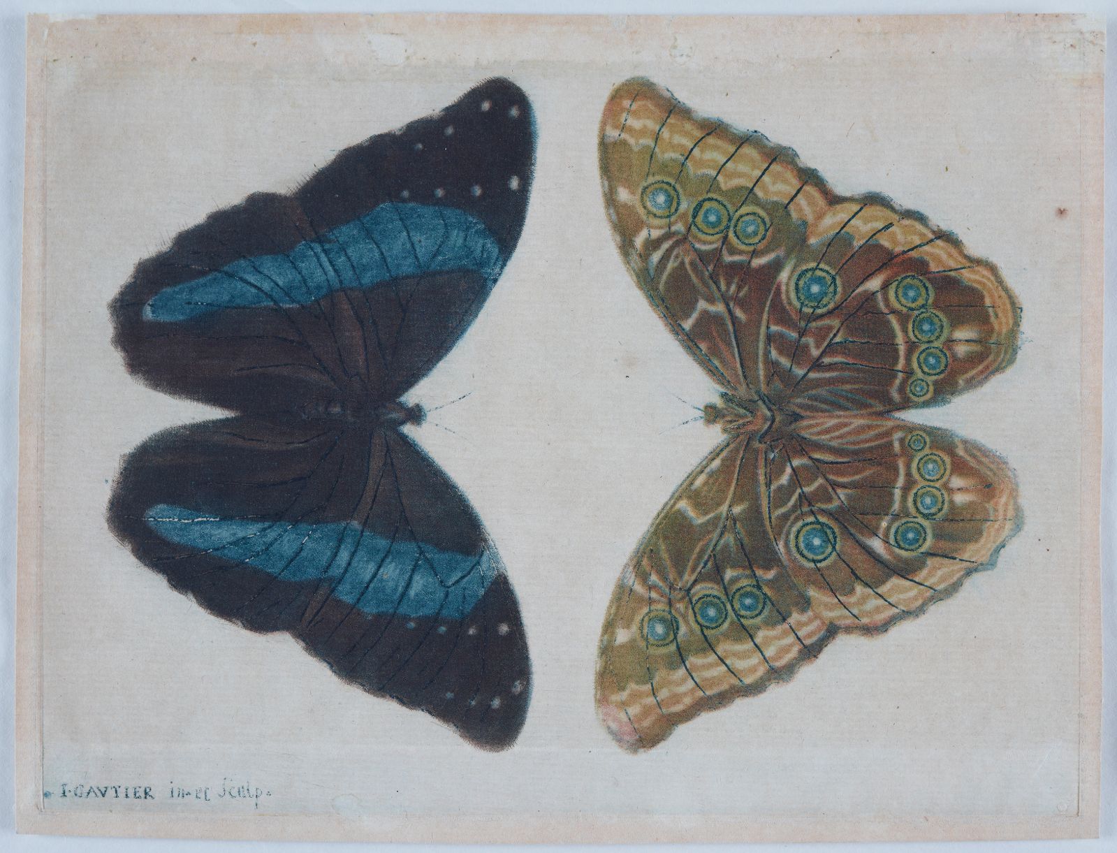 Deux papillons affrontés