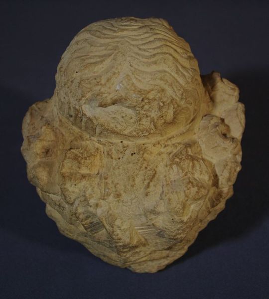 Tête d'Ange musicien