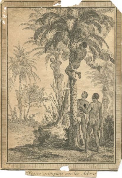 Nègres grimpant aux arbres