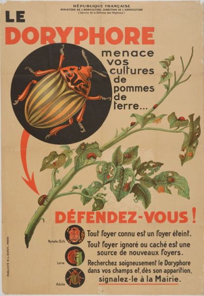Le Doryphore menace vos cultures de pommes de terre Défendez-vous !