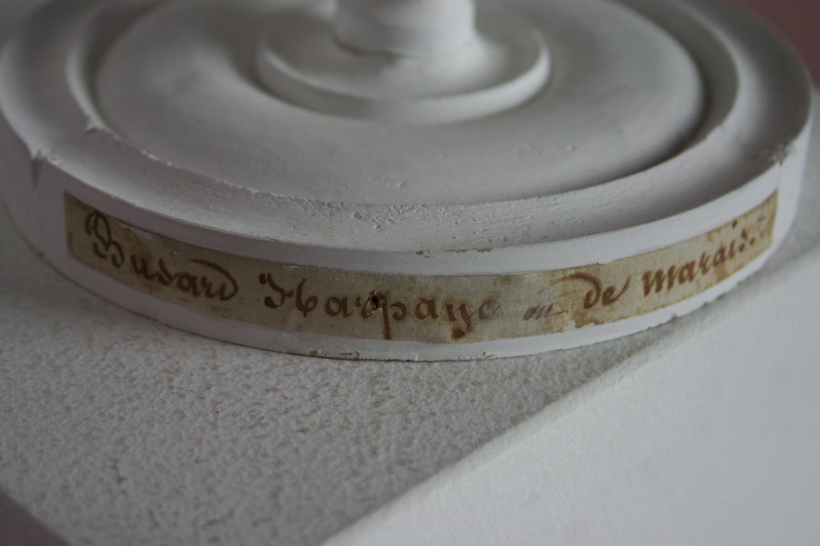 Busard des roseaux