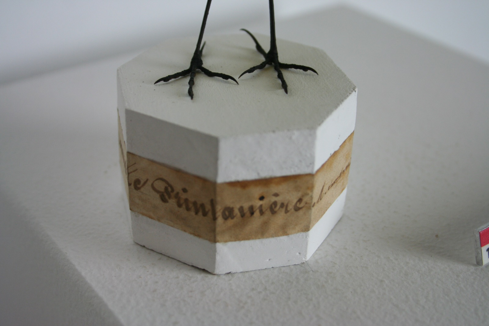 Bergeronnette printanière