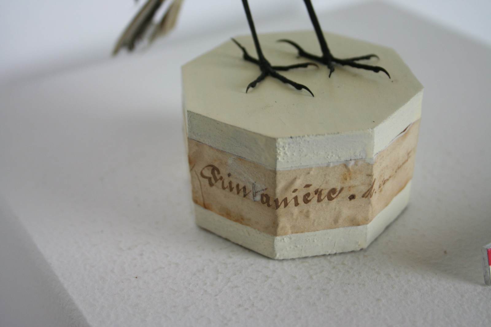 Bergeronnette printanière