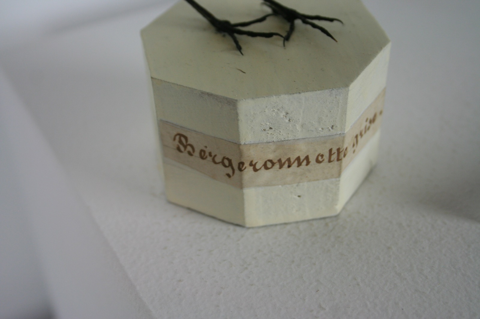 Bergeronnette grise