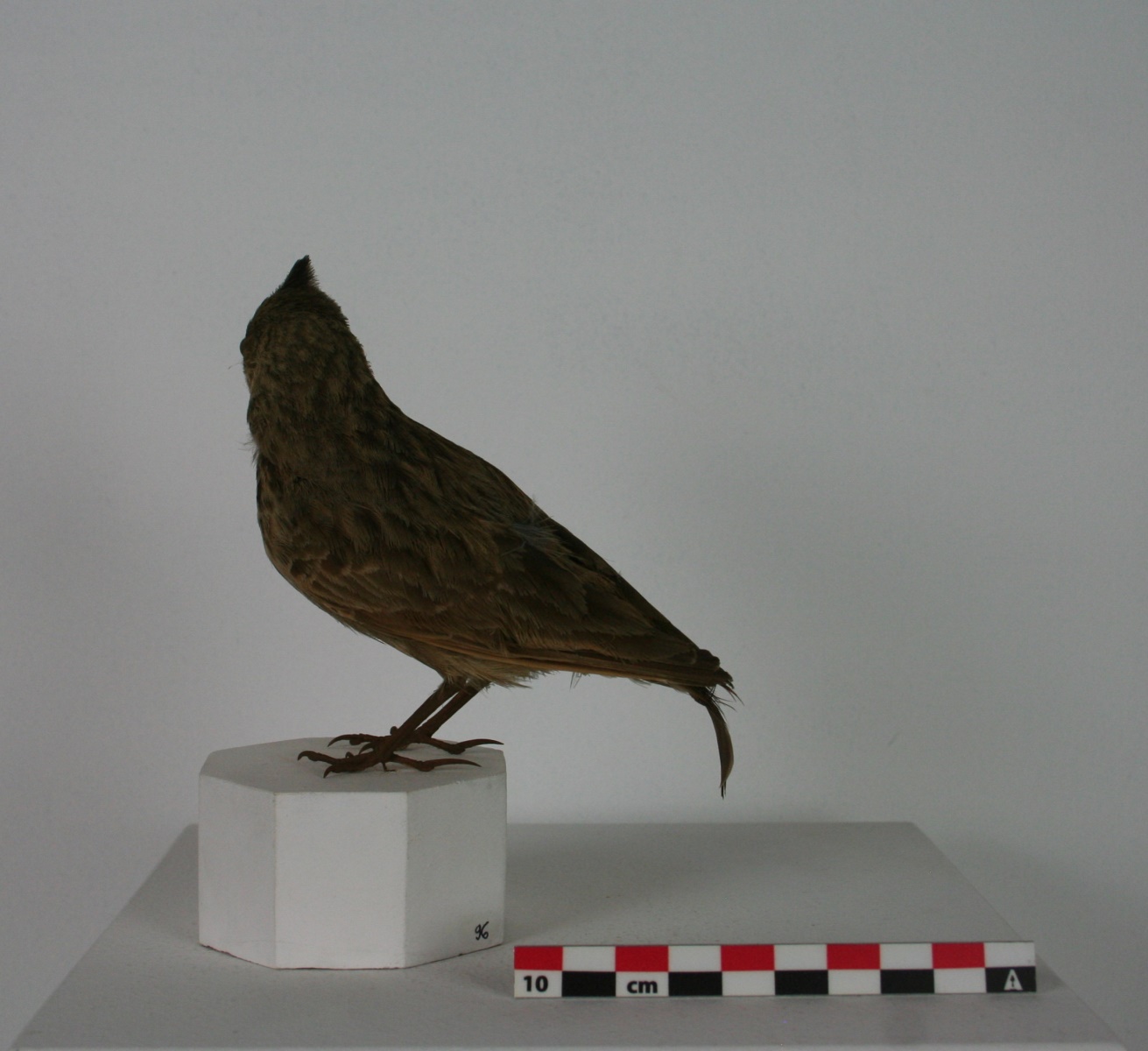 Cochevis huppé