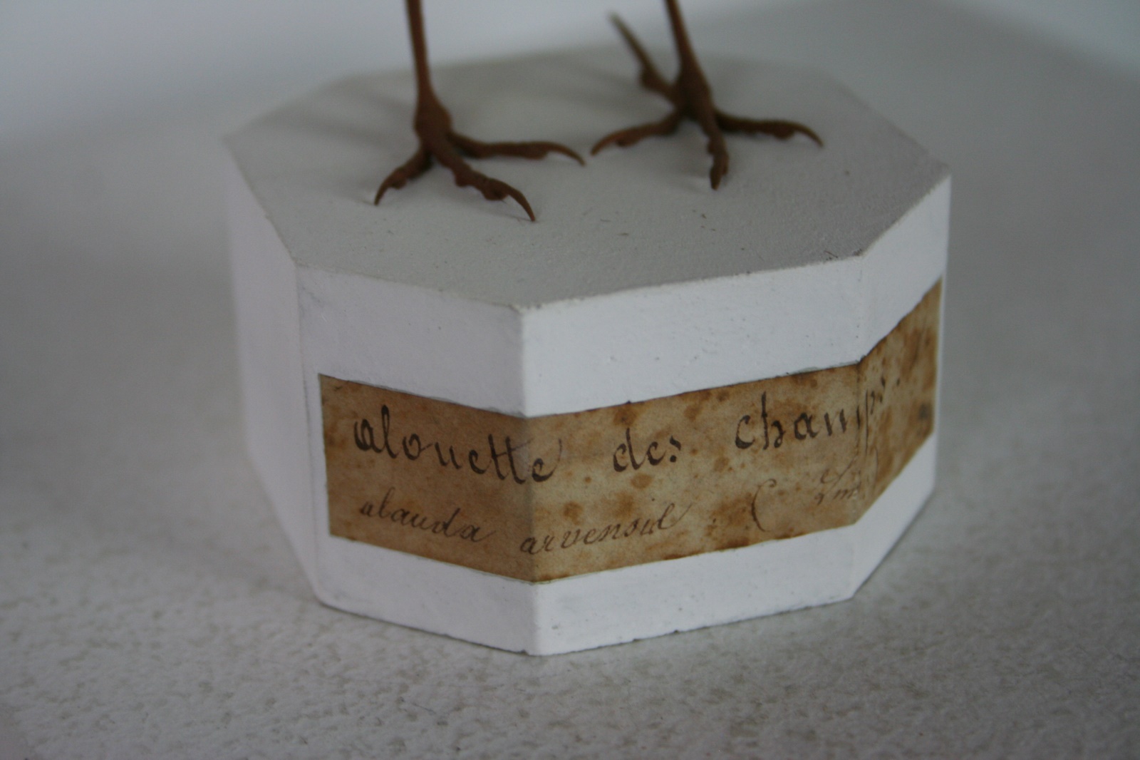 Alouette des champs
