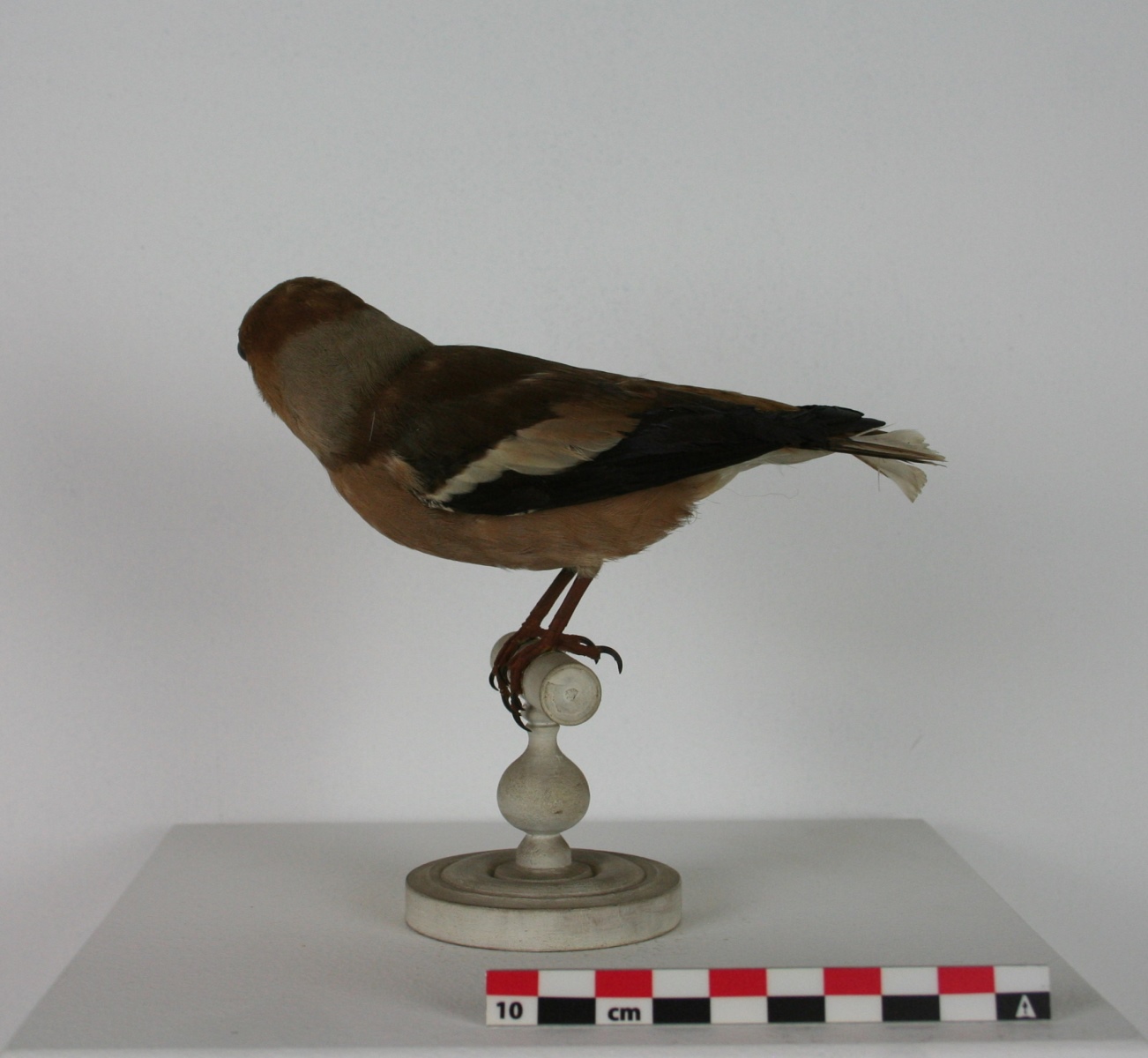 Gros bec casse-noyaux