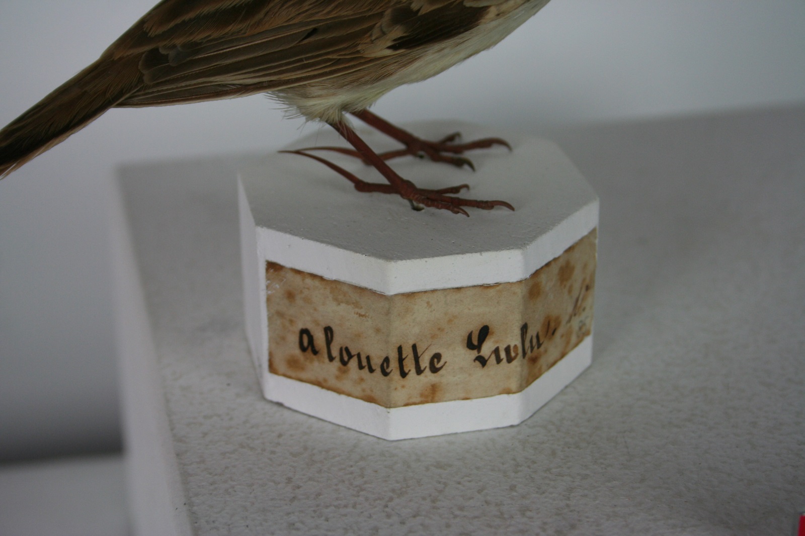 Alouette lulu