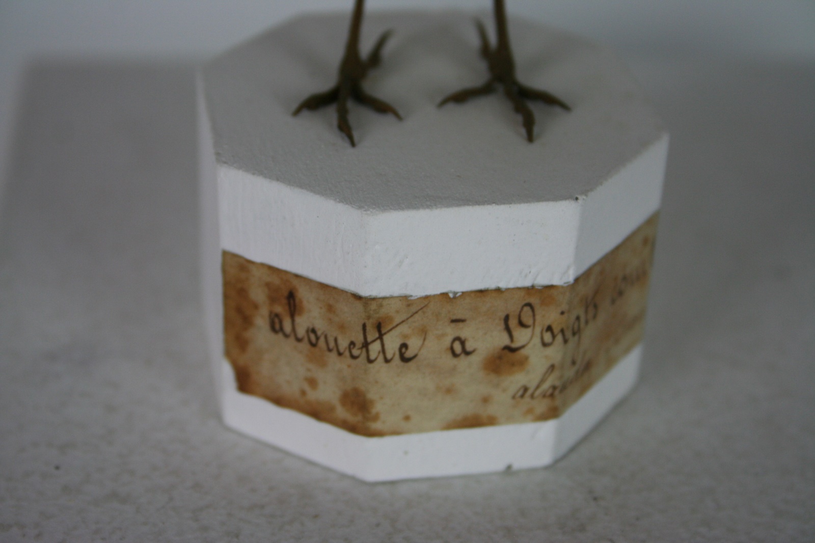 Alouette calandrelle
