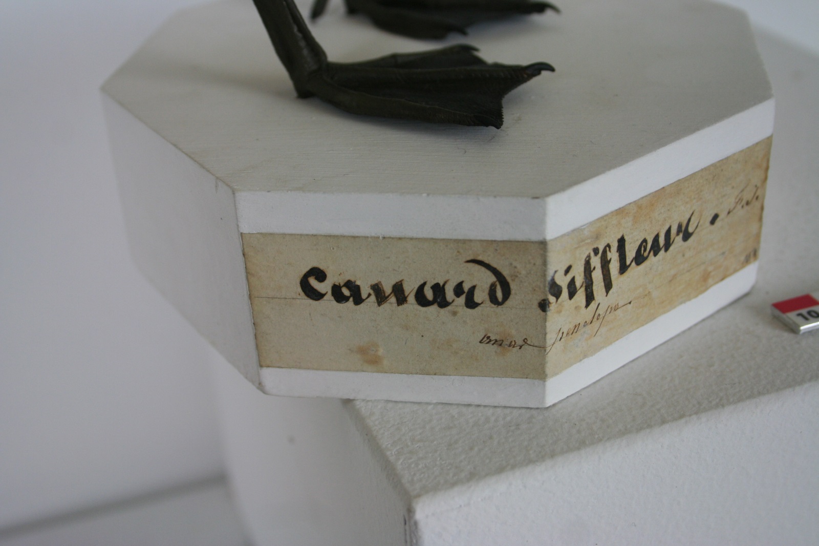 Canard siffleur