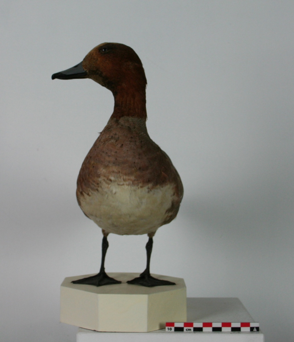 Canard siffleur