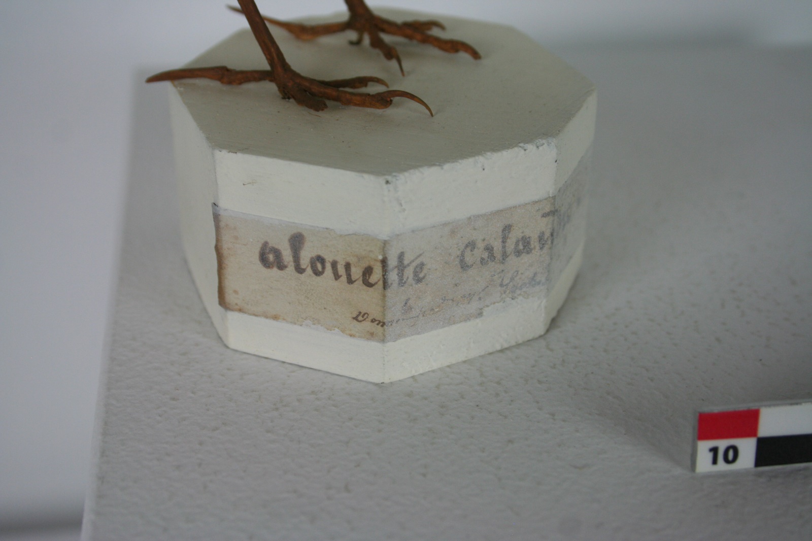 Alouette calandre