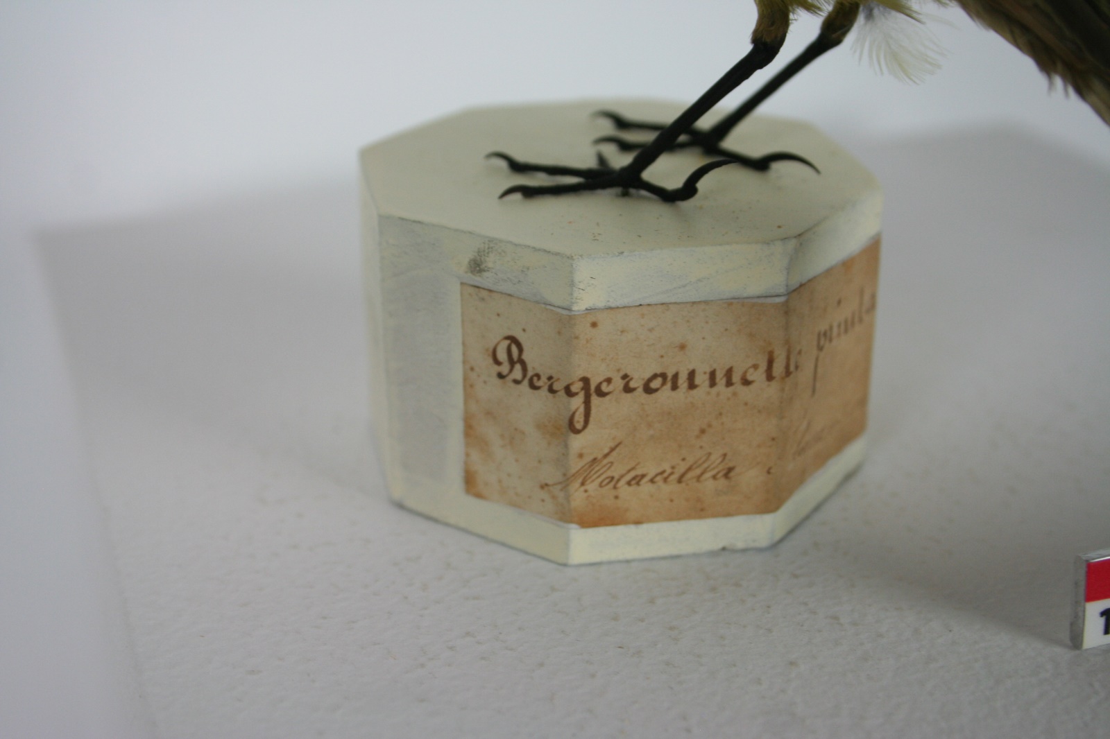 Bergeronnette printanière