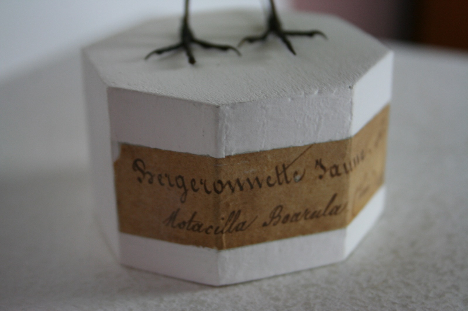 Bergeronnette des ruisseaux