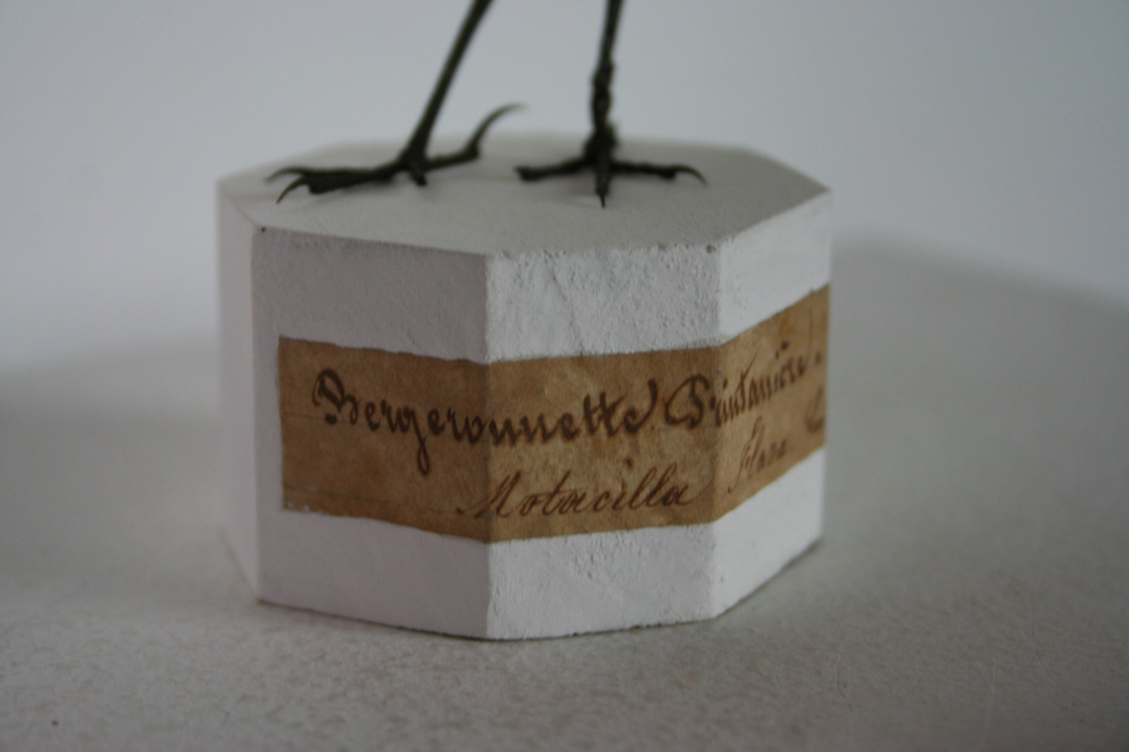 Bergeronnette printanière