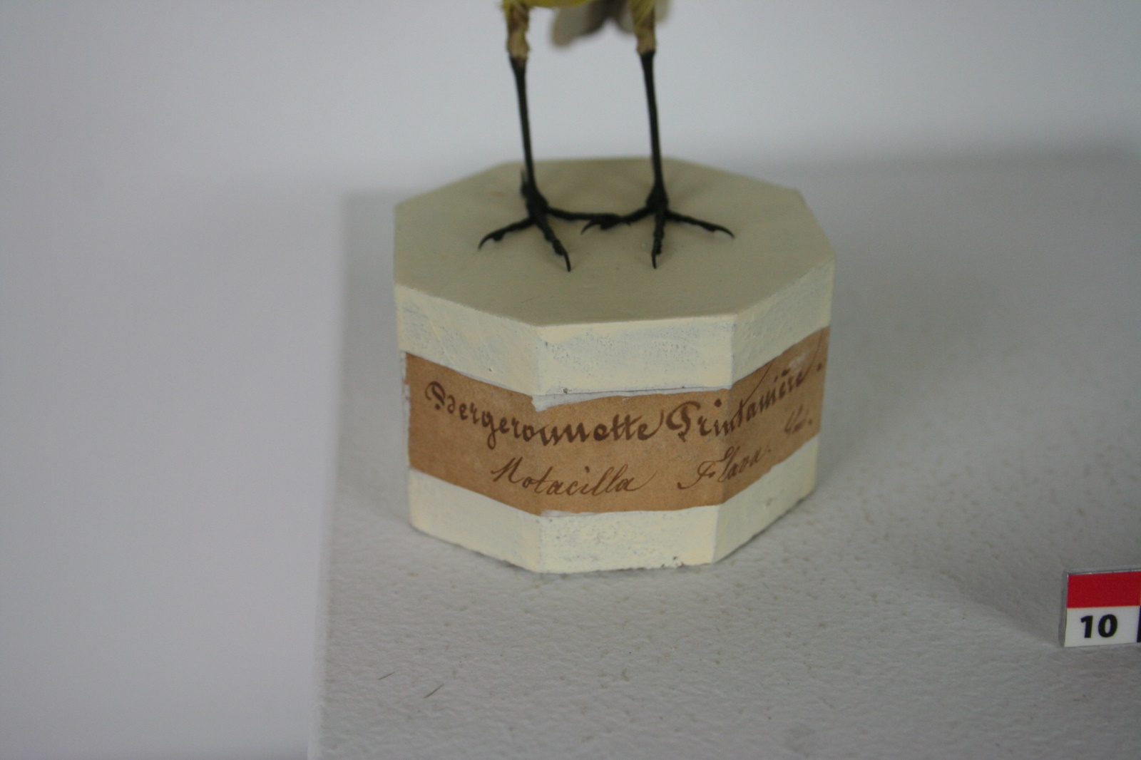 Bergeronnette printanière