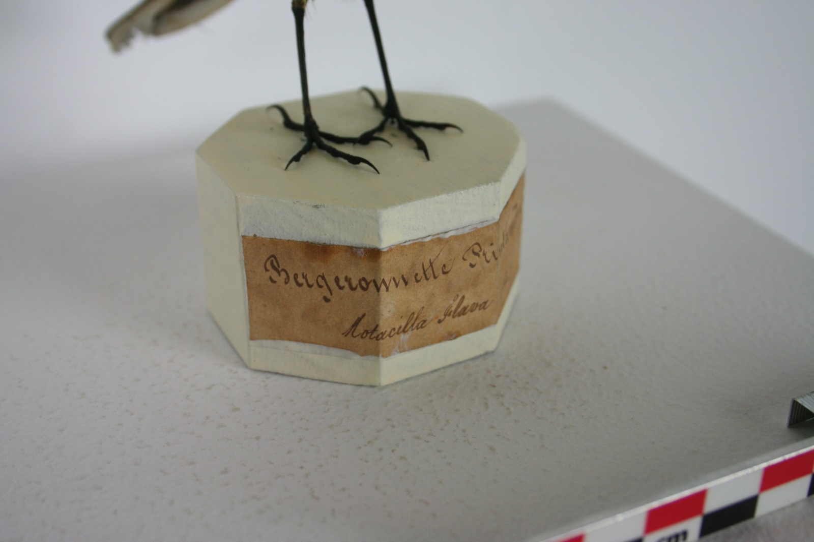 Bergeronnette printanière