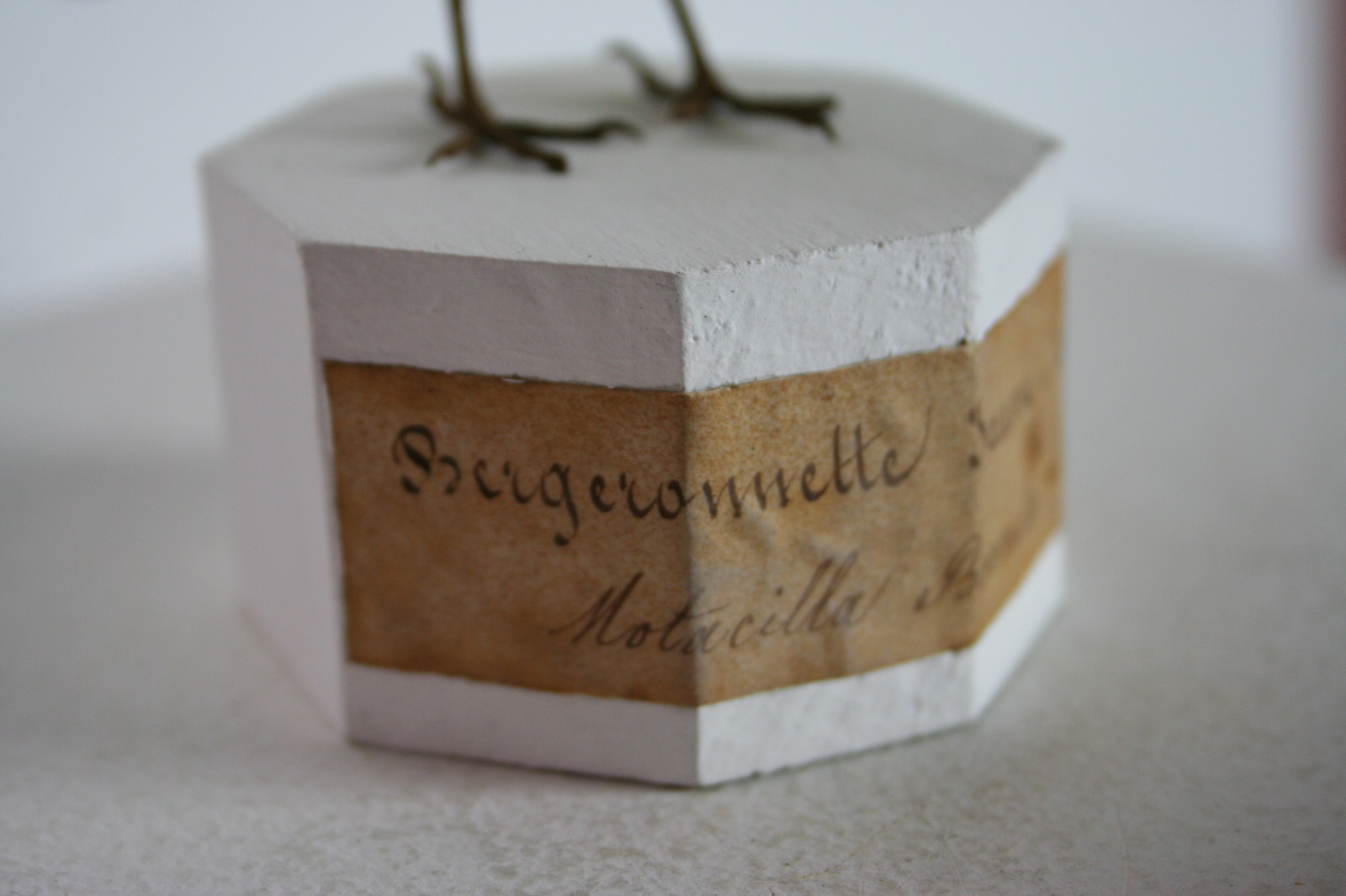 Bergeronnette des ruisseaux