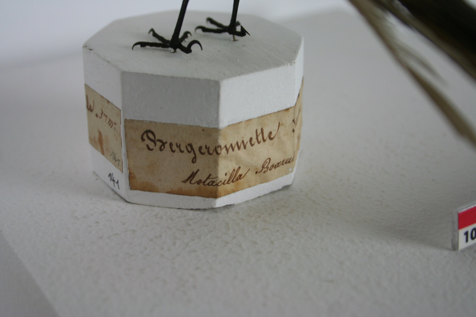 Bergeronnette des ruisseaux