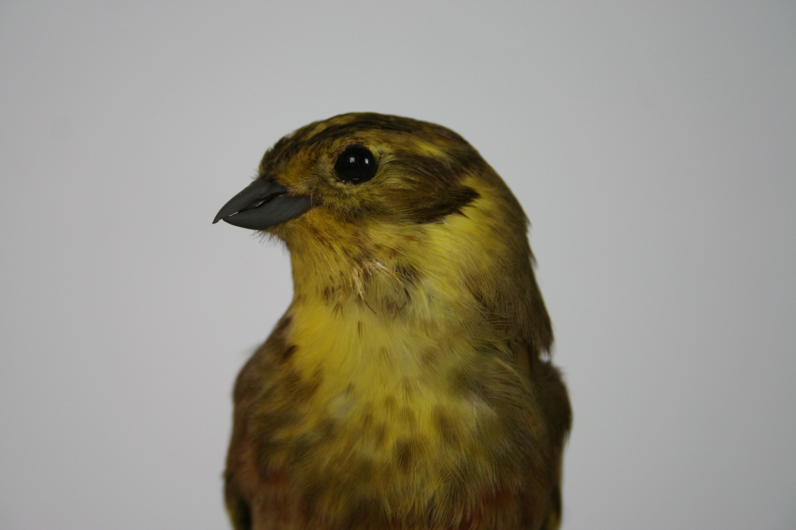 Bruant jaune