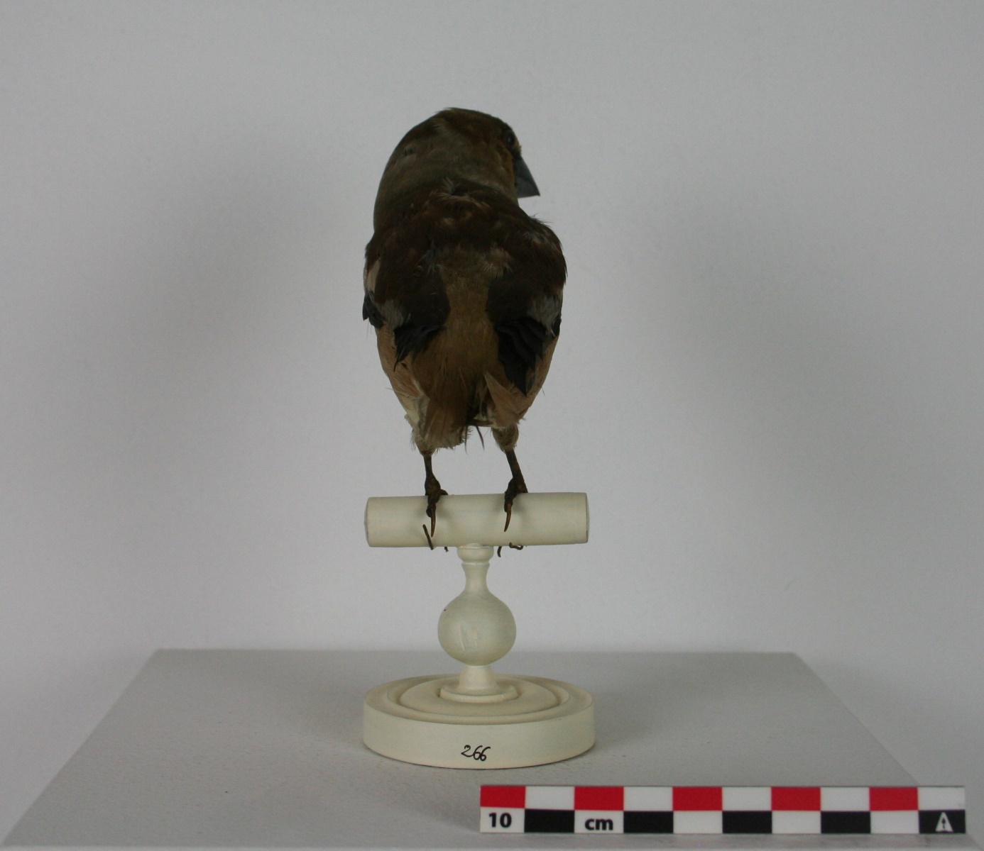 Gros bec casse-noyaux