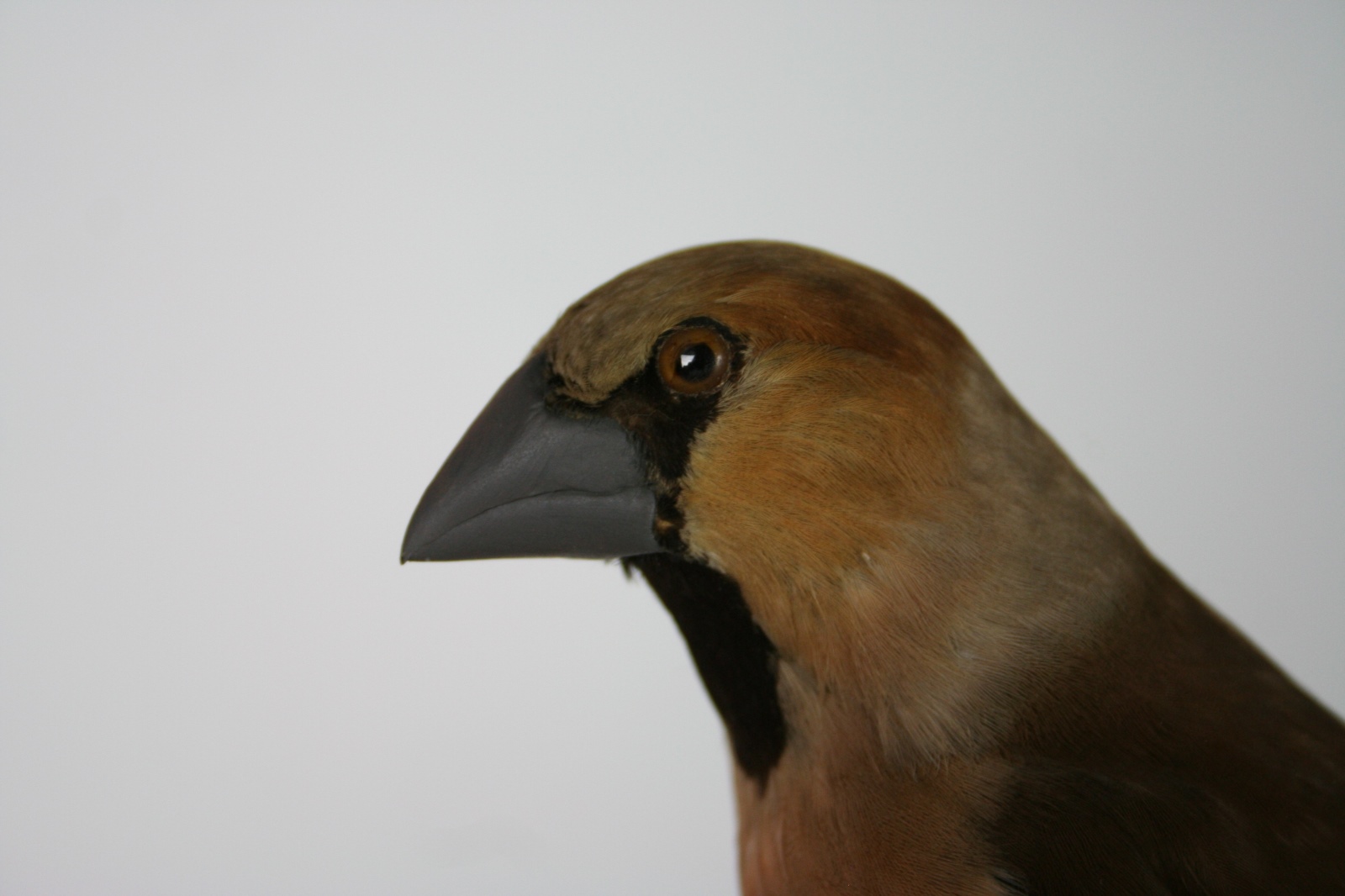 Gros bec casse-noyaux