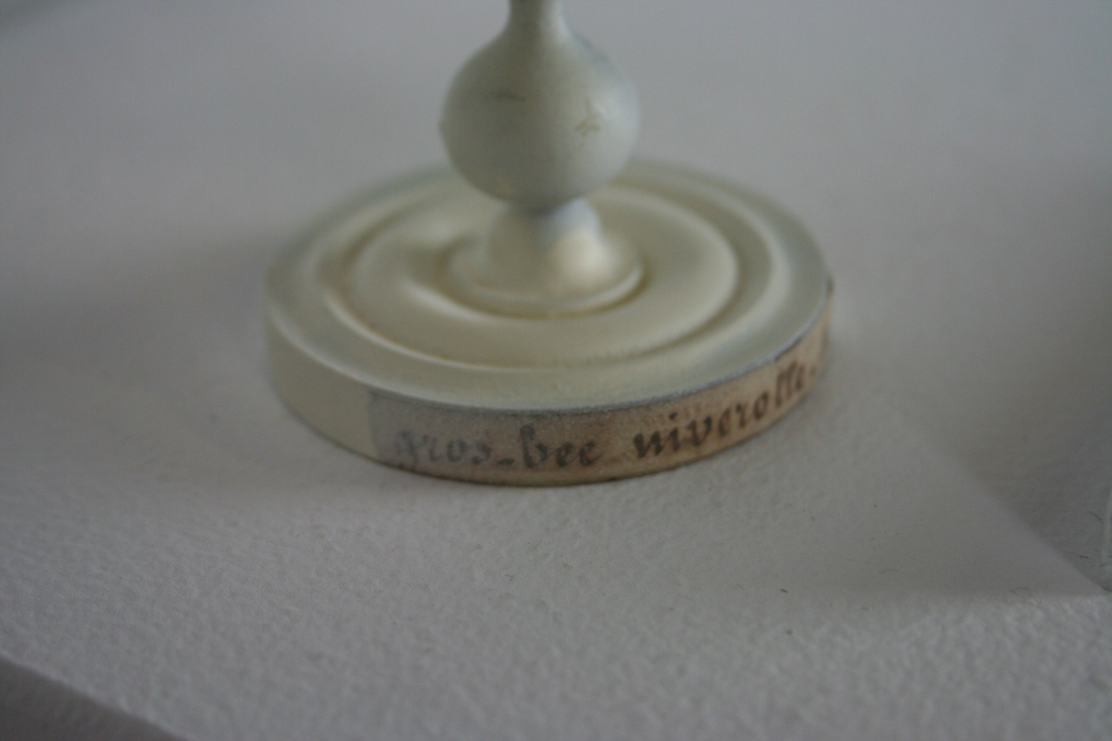 Gros bec casse-noyaux