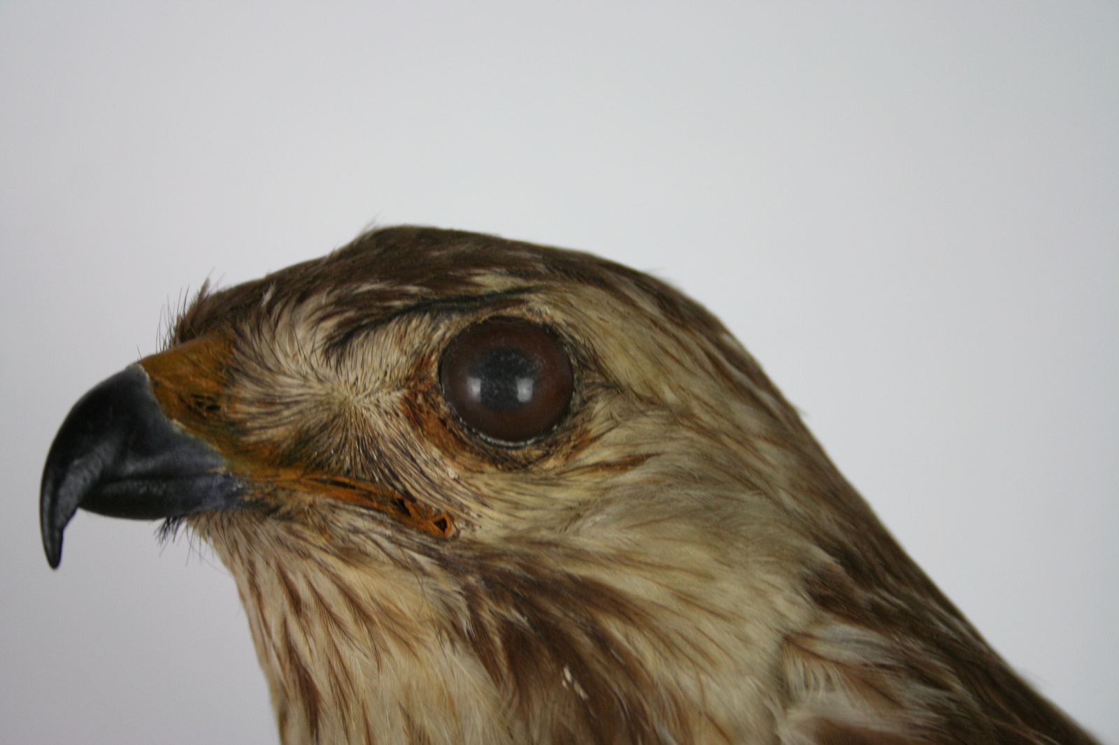 Buse variable