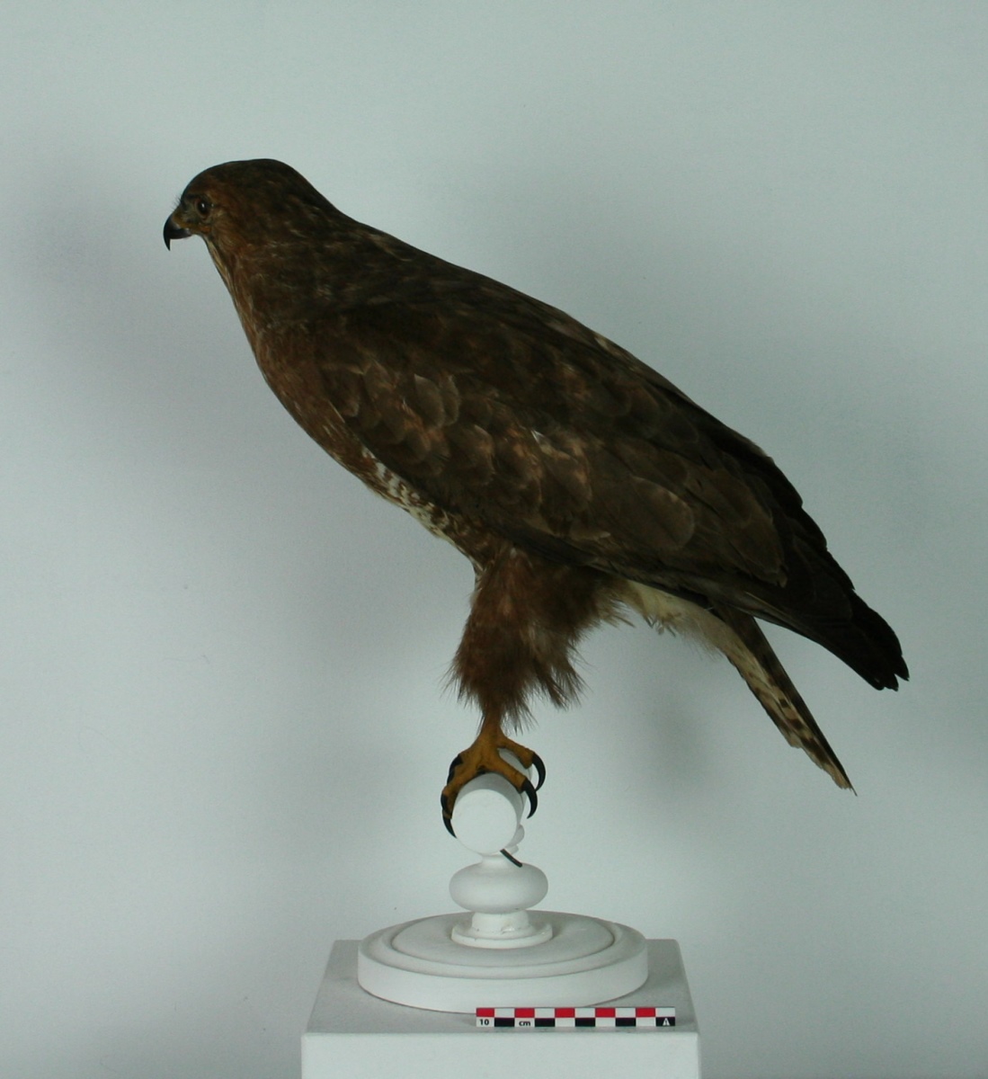 Buse variable