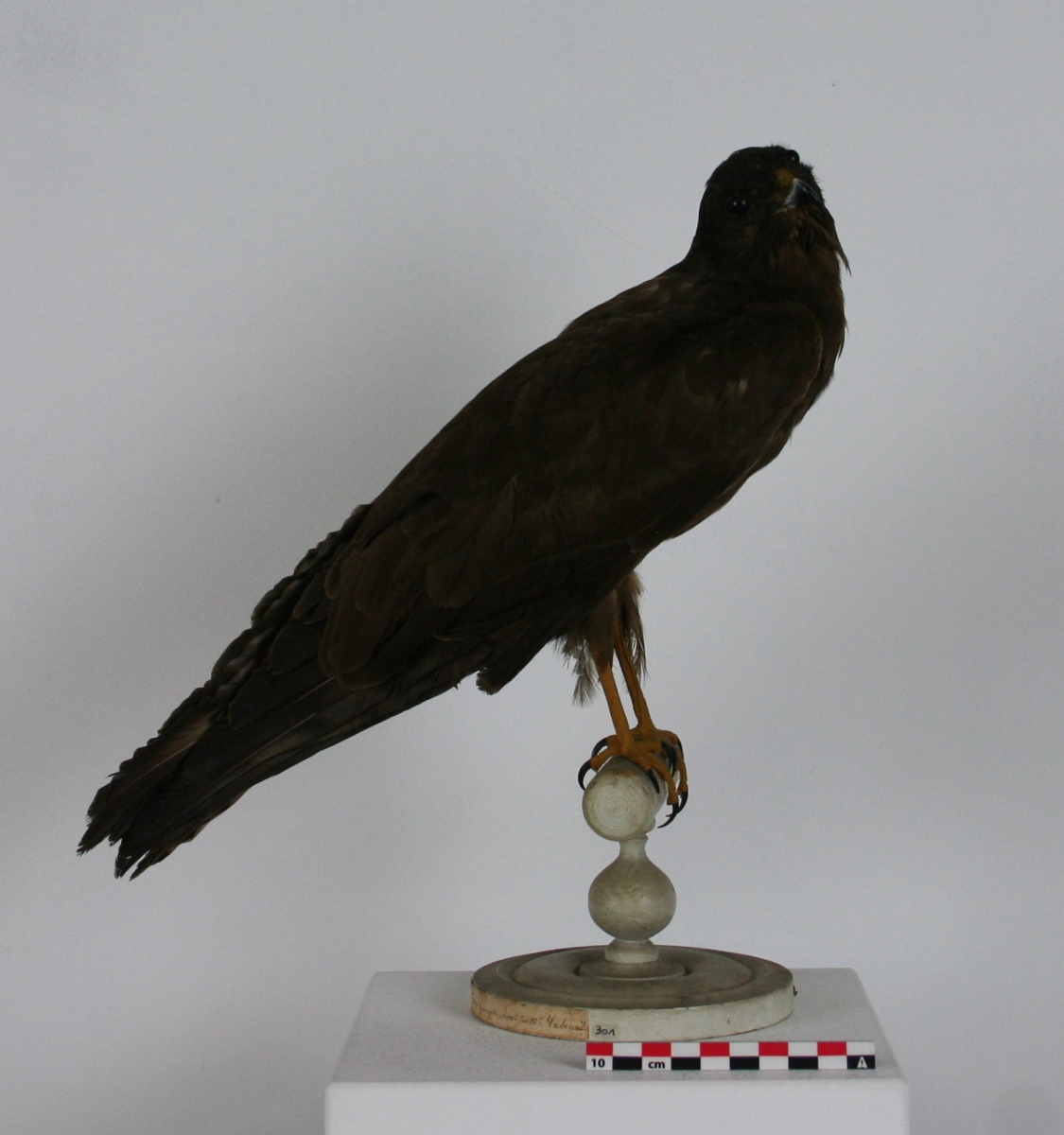 Busard cendré ; Busard de montagne