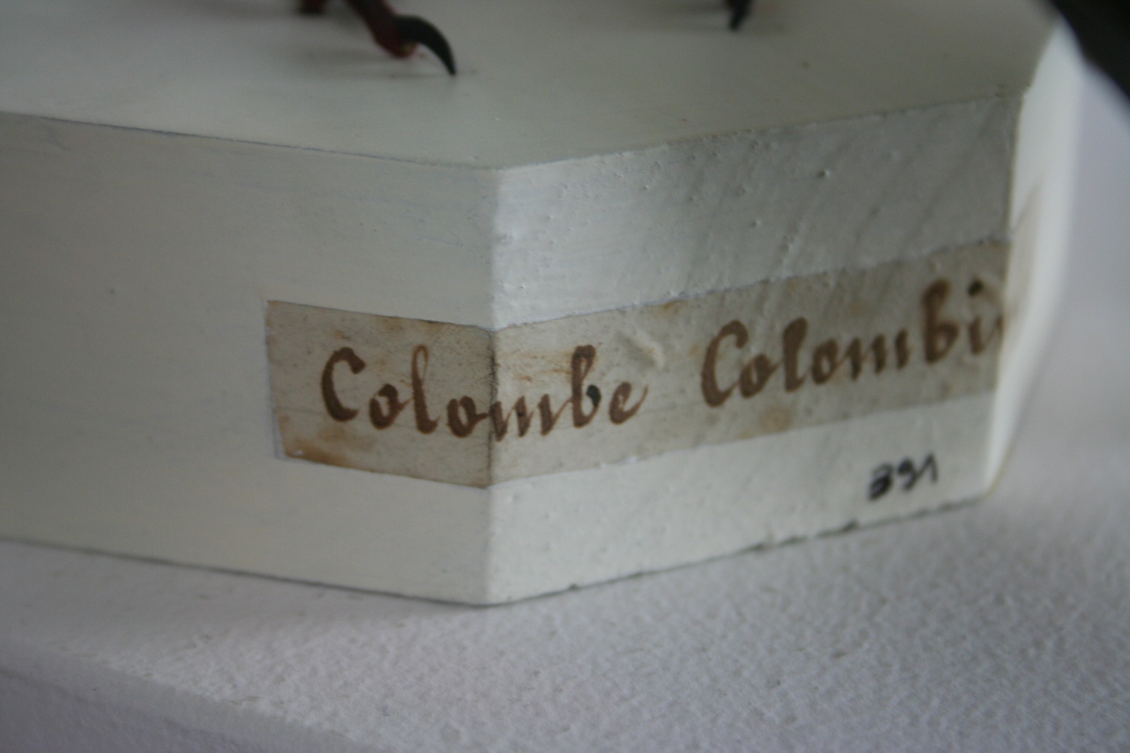 pigeon colombin