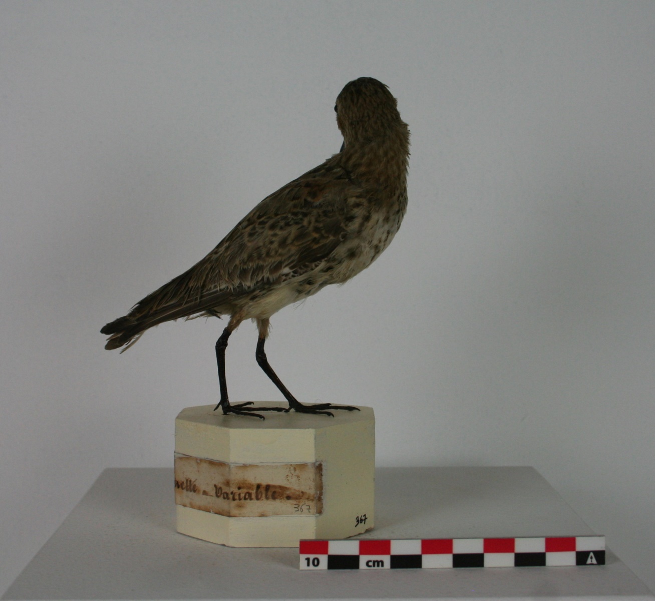 bécasseau variable