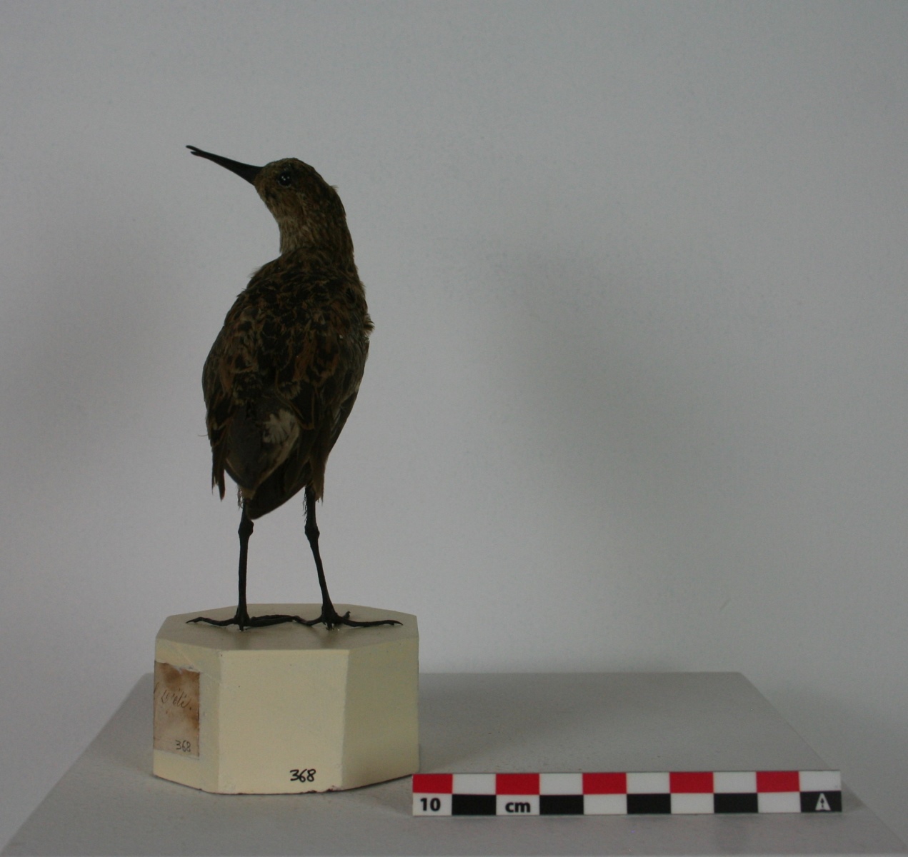 bécasseau variable
