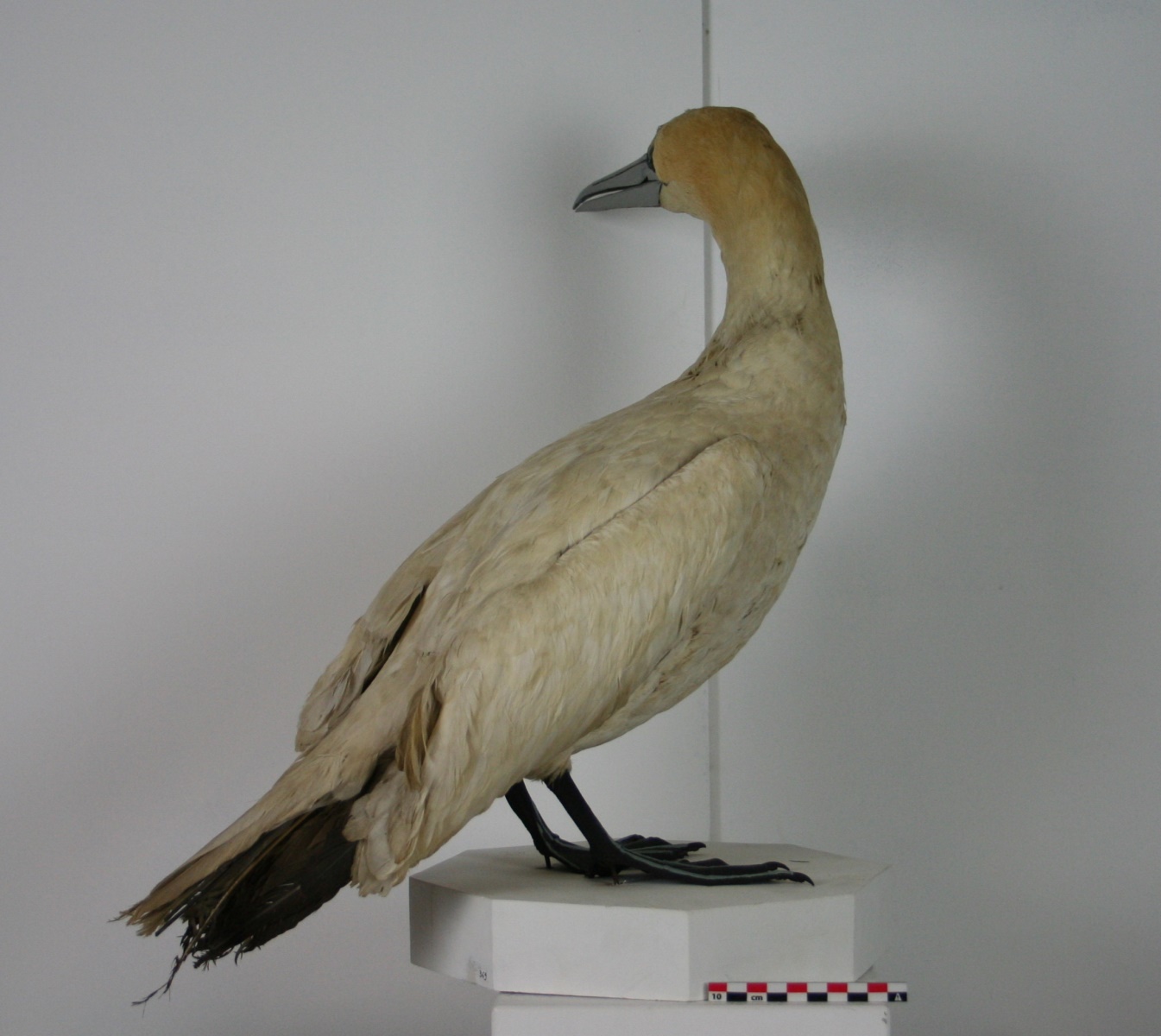 fou de bassan