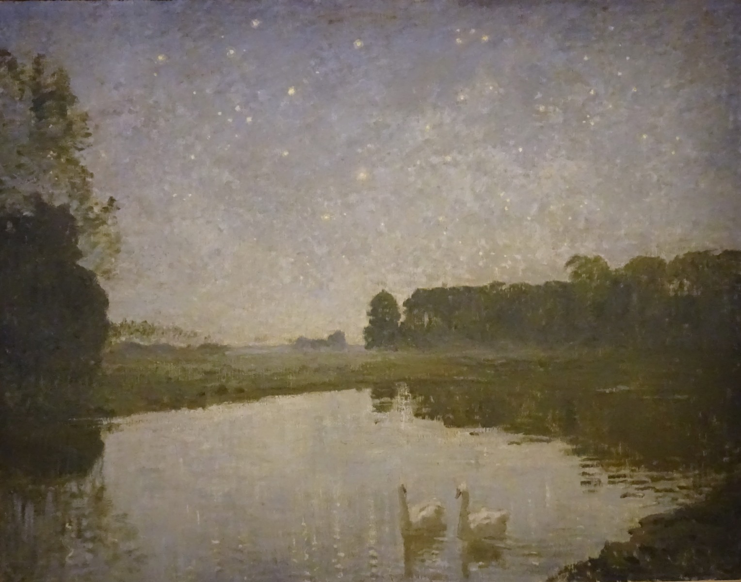 Cygnes sur un étang