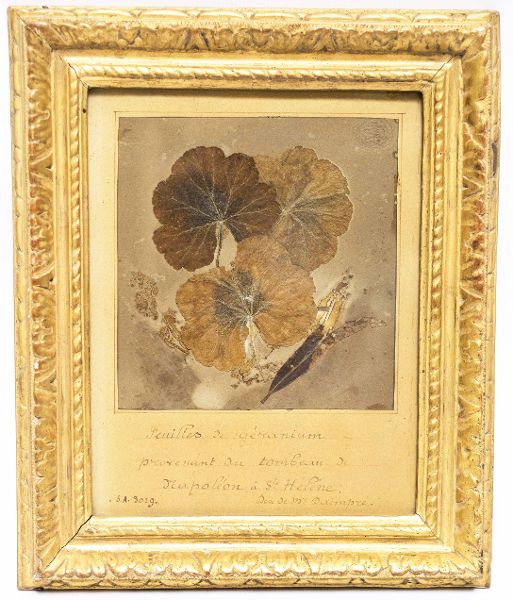 Feuilles de géranium provenant de la tombe de Napoléon 1er