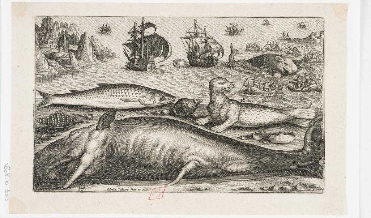 Baleine, phoque, poisson