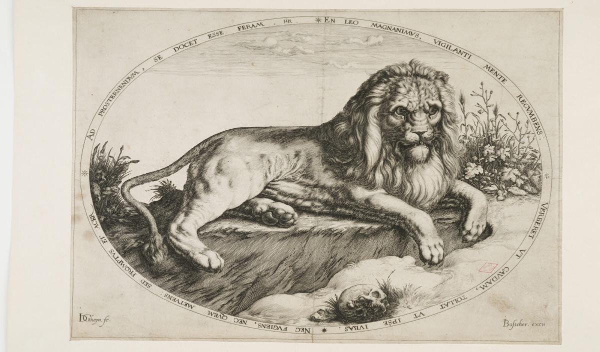 Lion couché