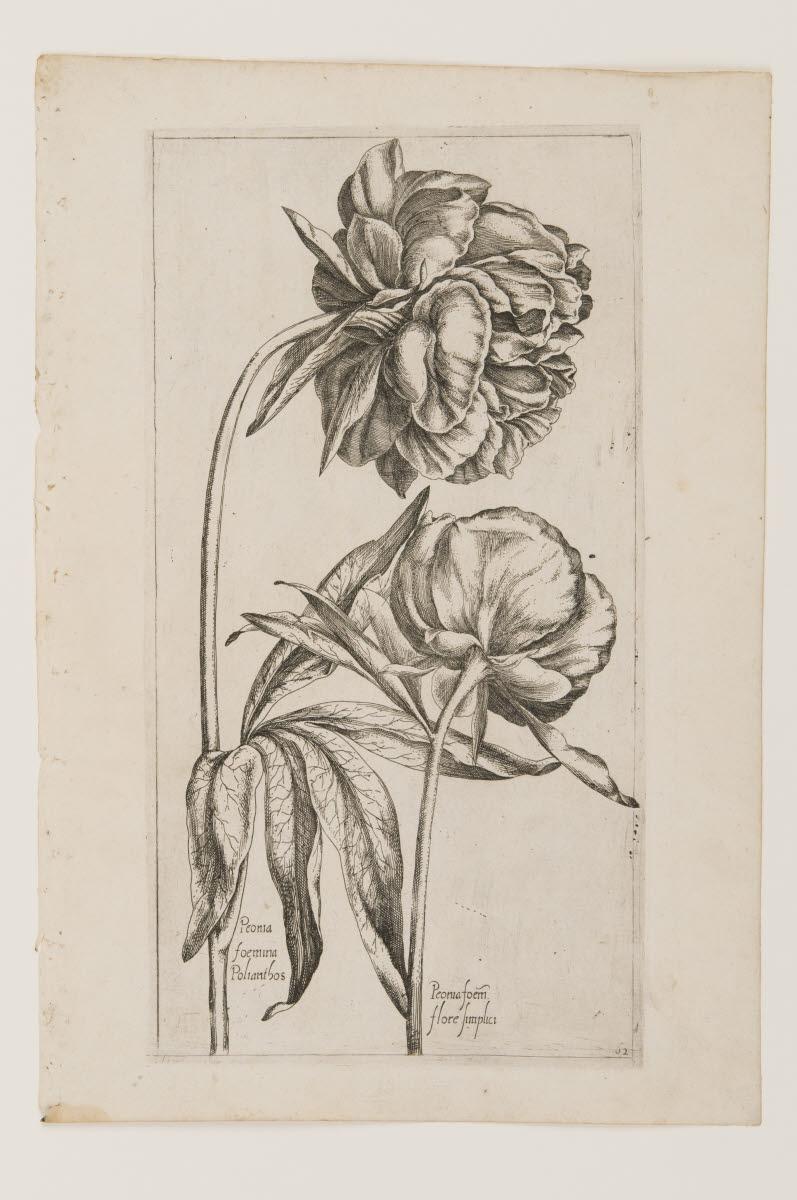 Pivoines