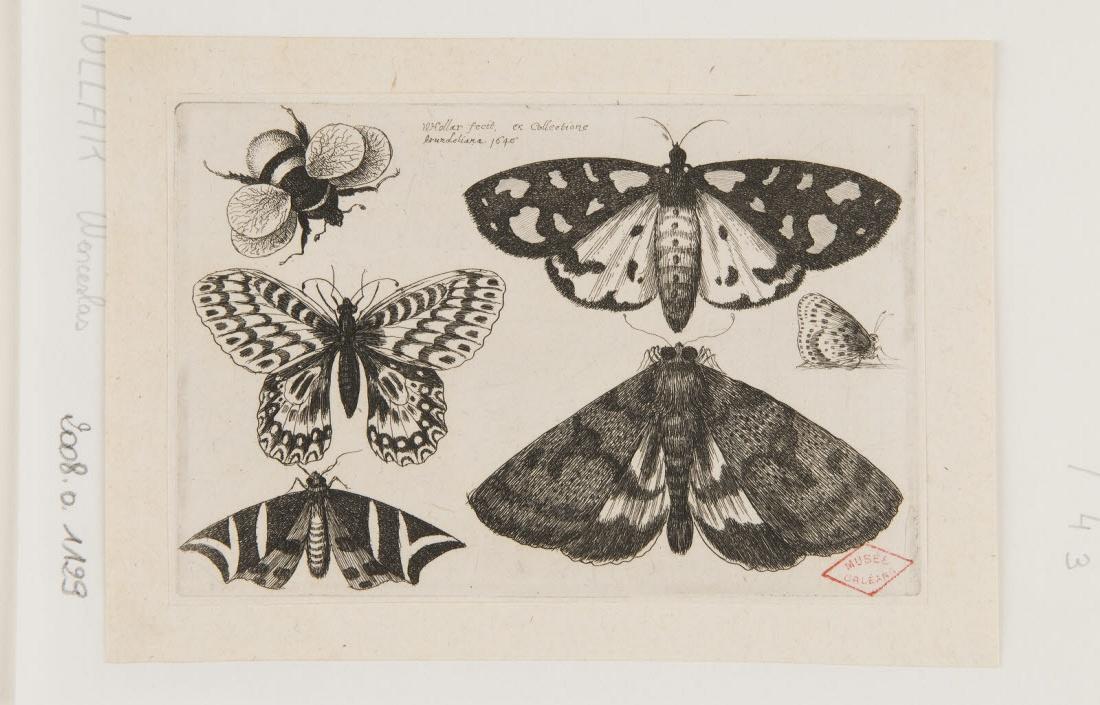 Papillons et bourdon