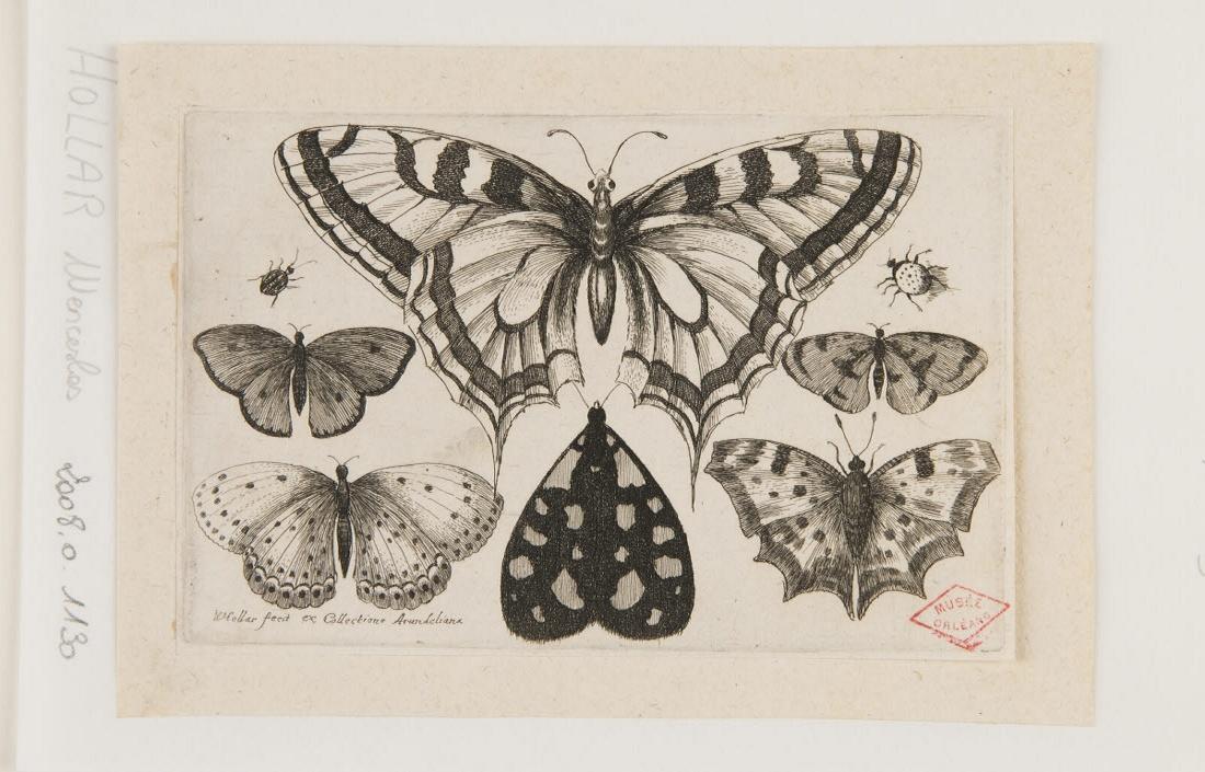Papillons et insectes