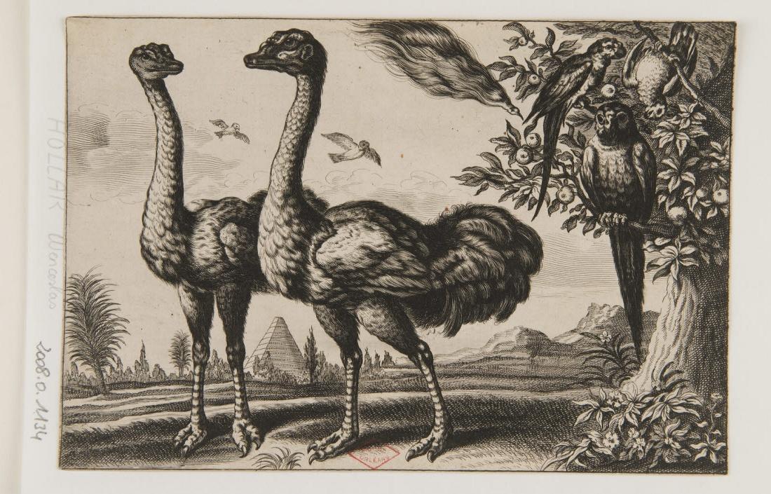 Autruches et perroquets