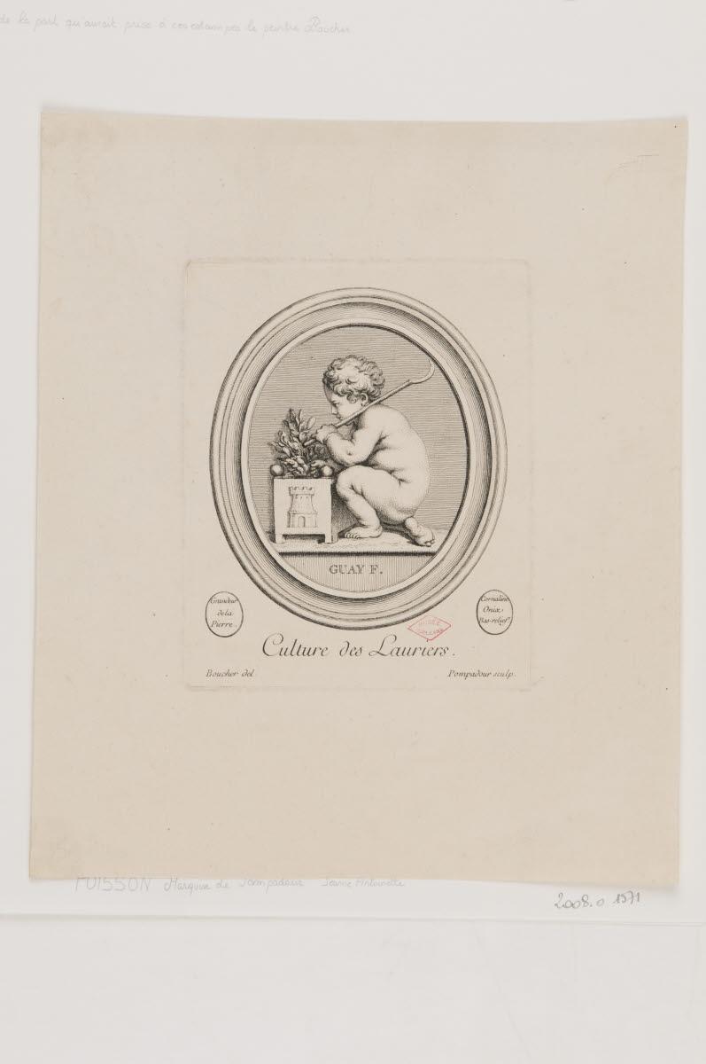 Culture des lauriers