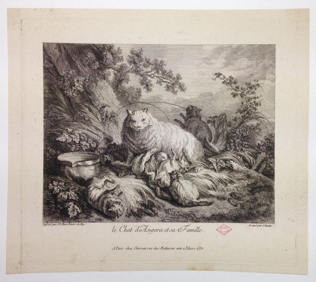 Le Chat d'Angora et sa famille