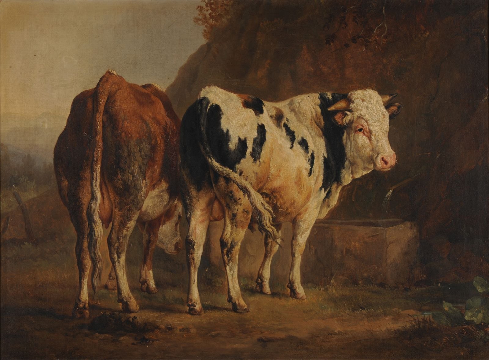 Taureau à robe blanche et noire et vache à robe brune