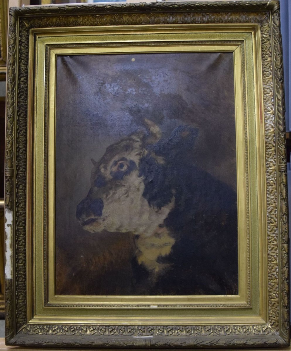 Tête de taureau noir et blanc